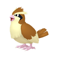 Pidgey