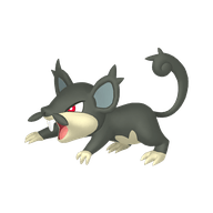 Rattata
