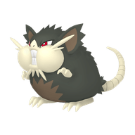 Raticate
